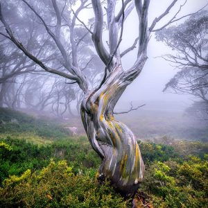 Lady-of-the-Forest_web