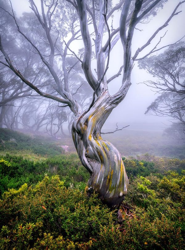 Lady-of-the-Forest_web