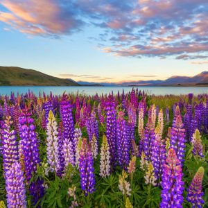 NZ Lupins