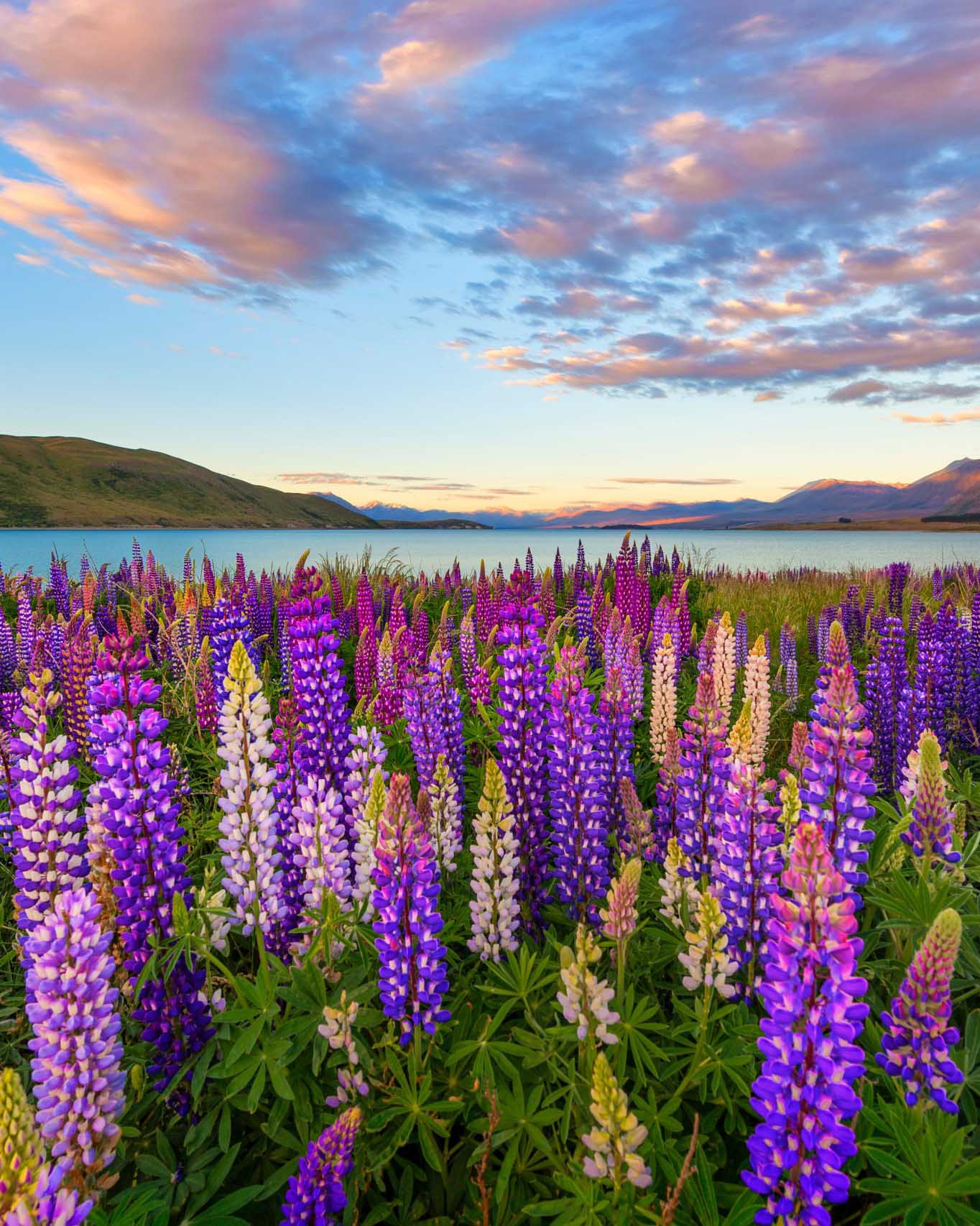 NZ Lupins