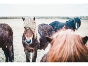 Iceland_Horse