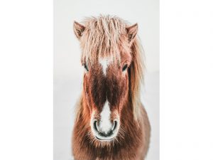 Icelandic-Horse