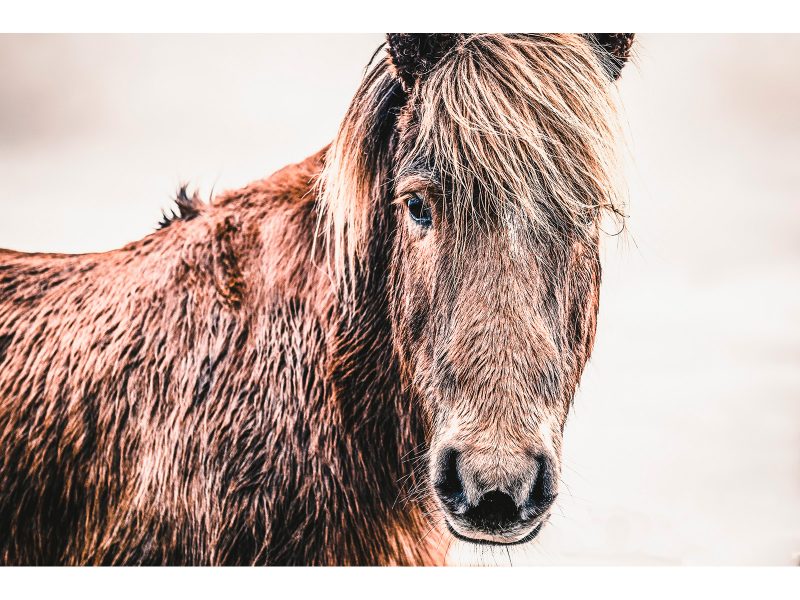 Icelandic-Horse_2