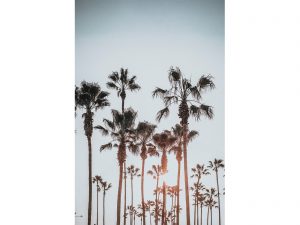 Palm-Trees_3