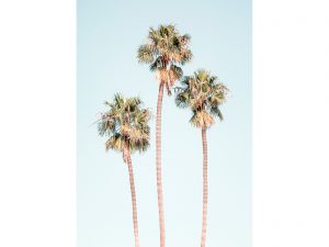 Palm-Trees_4