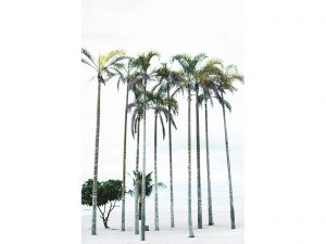 Palm-Trees_6